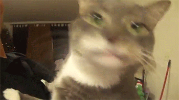 　　一外国网友家的喵星人最喜欢做的事情就是舔，只要是能看见的东西他就会拼命的舔，表情蠢萌啊啊啊！快来舔我啊！