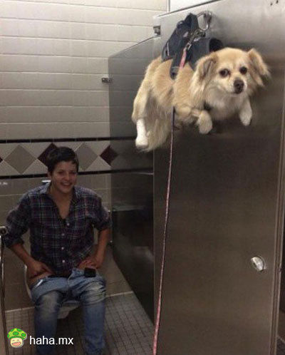 上厕所再也不怕狗捣乱了