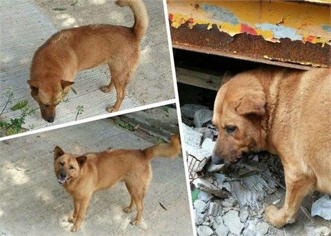 有抗议者展示被碾流浪狗生活照。