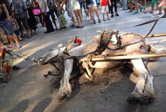 游客围观死马。