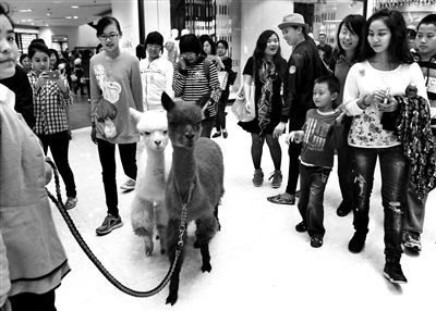 羊驼引来不少粉丝围观