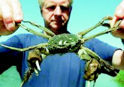 中国大闸蟹在德国河流泛滥成灾