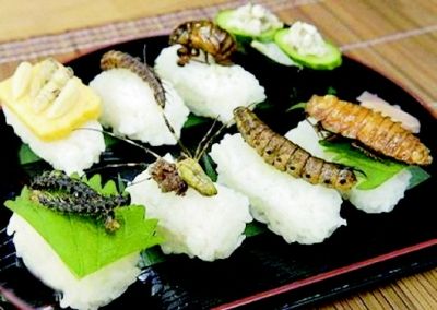 用昆虫做成的寿司