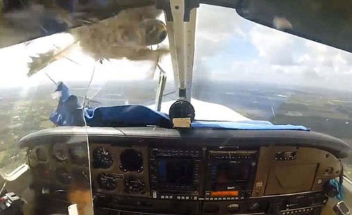 鸟击发动机谁的责任