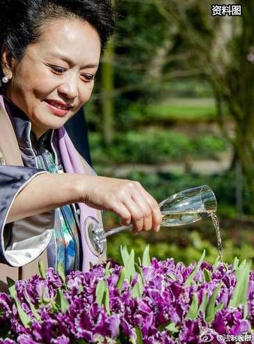 彭丽媛为“国泰”郁金香浇香槟