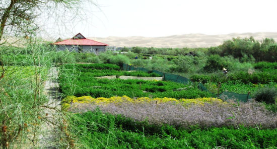 塔中沙漠公园。 徐新文 摄