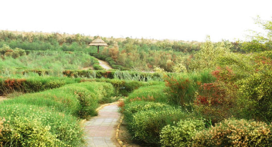 塔中沙漠公园。徐新文 摄