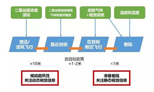 母蚊子的分阶段作战系统