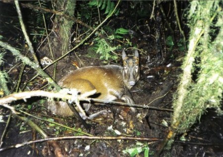 苏门答腊毛冠鹿(图片来源：D. Martyr, FFI/KSNP)