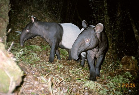 亚洲貘(图片模板：Fauna & Flora International/DICE)