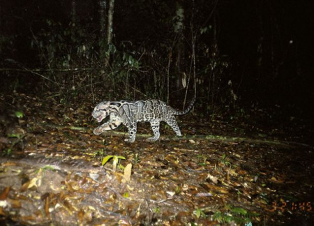 巽他云豹(图片来源： Fauna & Flora International/DICE)