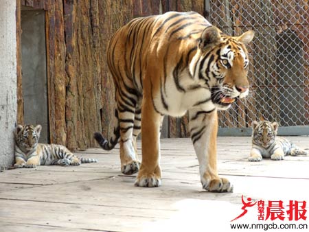 小老虎出笼示众图