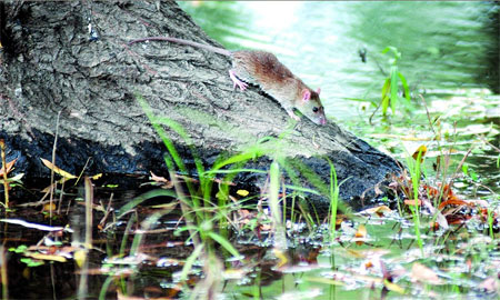 湖南洞庭湖区鼠灾不排除再次爆发可能(组图)