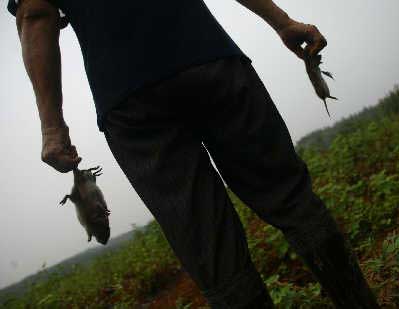 监测数据显示洞庭湖下一波鼠害更加严重(图)