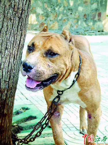 揭秘斗犬"比特":凶猛无比 死不服输(组图)