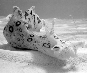 这是龙宫里的兔子 有着变色龙一样的本事