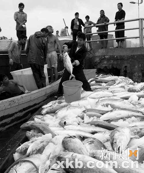陆地发洪水淡死海中鱼