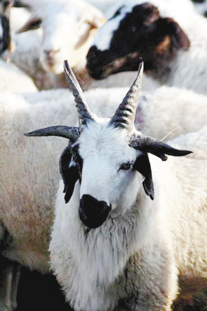 内蒙古牧场发现六角羊