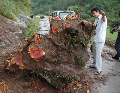 永泰两百年红豆杉遭人盗砍