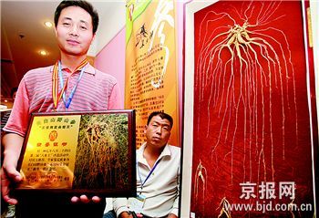王"评选颁奖拍卖会上,一棵今年采于吉林省抚松县的300多年野山参摘取