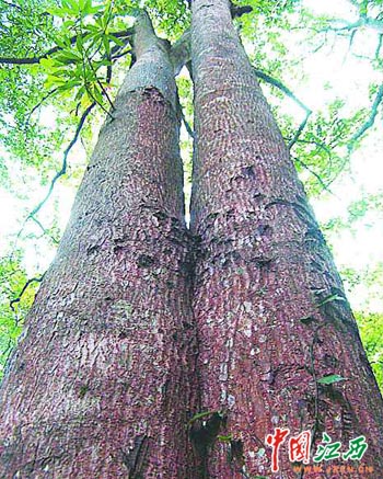 安福发现天然刨花润楠群面积达1000余亩图