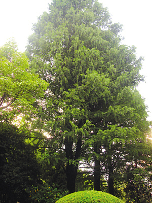 南京培育出树中"狮虎兽"