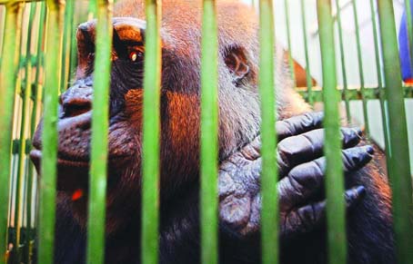 郑州市动物园国宝级明星 大猩猩尼寇走穴半年后归来