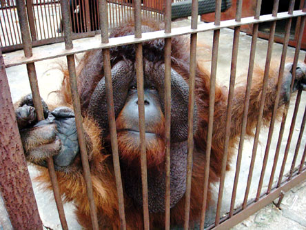 是福州市动物园2000年从印度尼西亚引进的,其与国宝大熊猫属于同一个