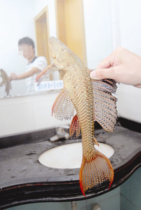 怪鱼大号清道夫