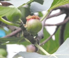 种树10年 始见无花果花容绽放 手机新浪网