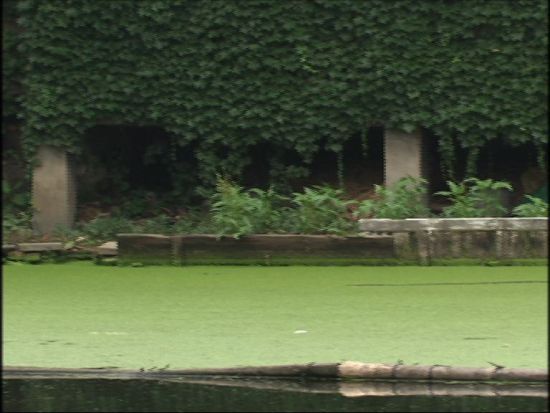 由于排水管道破坏被污染的水塘