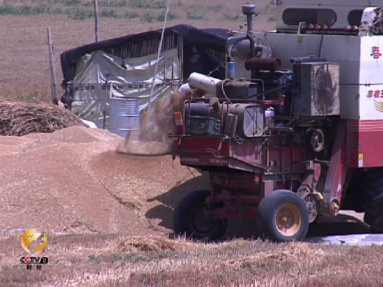 收割机收割后直接打出的麦粒