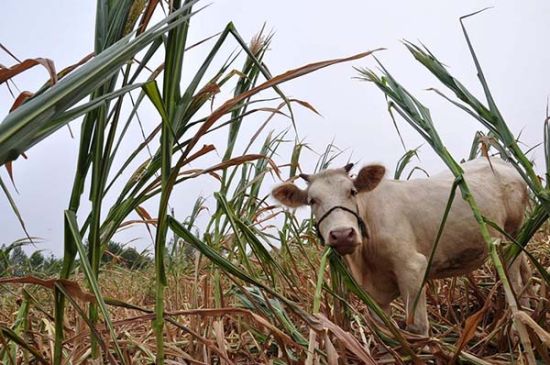 连续4年大旱，连续4年丹江水“爽约”，连续4年绝收。河南农民苦不堪言。 IC