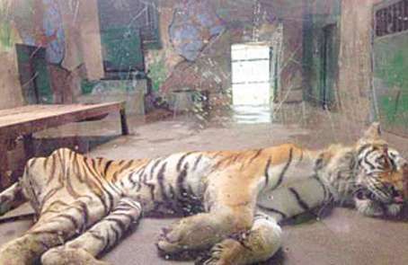 “虎口夺财”的动物园副园长