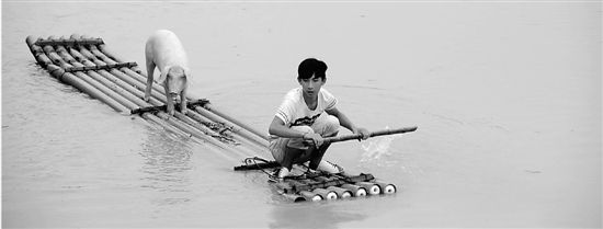 昨天，丽水，15岁的叶胜涛在帮助养猪户救小猪。
