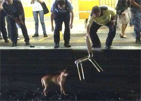 港铁工作人员尝试吸引流浪狗注意，但未能成功将其引导到铁轨外。