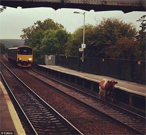 网友举例英国列车为牛让道。