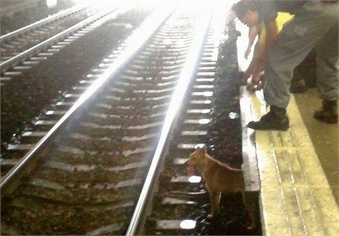 网友提供照片，现实港铁工作人员曾尝试将狗抱上月台。