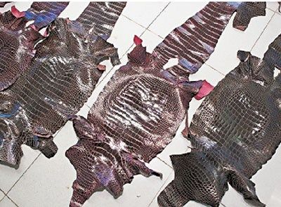 被查获的20张鳄鱼皮，四肢、头部和尾部的皮状均清晰可见。图来自《文汇报》