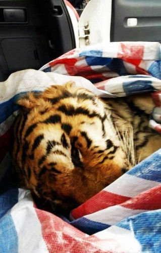 1月8日，据网友爆料，温州特警支队在闹市区，一辆白色丰田越野车后备箱中，发现一只东北虎。