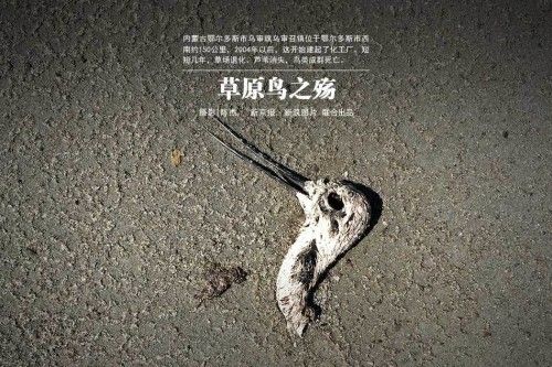 内蒙古鄂尔多斯市乌审旗乌审召镇位于鄂尔多斯市西南约150公里，2004年以后，这里开始建起了化工厂。短短几年，草场退化、芦苇消失，鸟类成群死亡。图为查汉淖尔湖边的沙滩上，一只死去的鸟儿，肢体残缺。摄影：陈杰/新京报