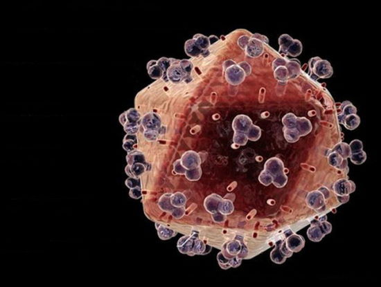 在显微镜下,它像一个表面被小刺球包裹得严严实实的松果.