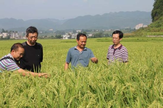8月5日，湘西州种子管理站及龙山县种子管理站工作人员，对该县杂交水稻制种田间花期质量进行检查。 资料图