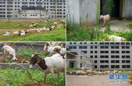 在安徽萧县闲置“政府办公楼”前的杂草丛，当地居民在此放羊（7月29日摄，拼版）。新华社记者 杜宇摄