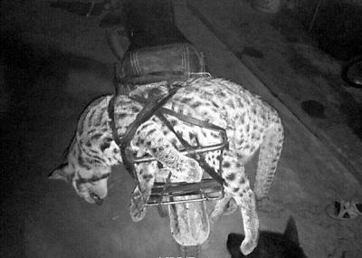 已经死亡的豹猫被绳子捆绑在摩托车后。 @光阴几何web 图