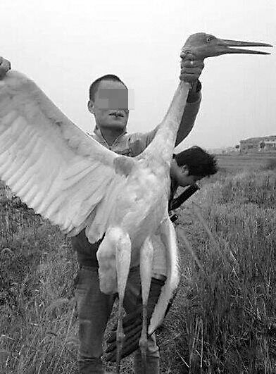 打猎人一手捏住白鹤的脖子，另一只手拉开白鹤的翅膀。 @光阴几何web 图