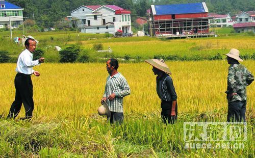 村干部职业化并非是要把村干部完全的公务员化。图为村干部(左一)在组织劳力为征地户抢收中稻。