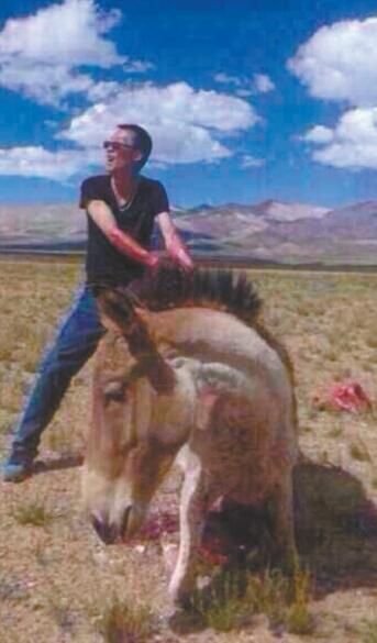 戴墨镜的男子满手鲜血，藏野驴身下已血迹斑斑