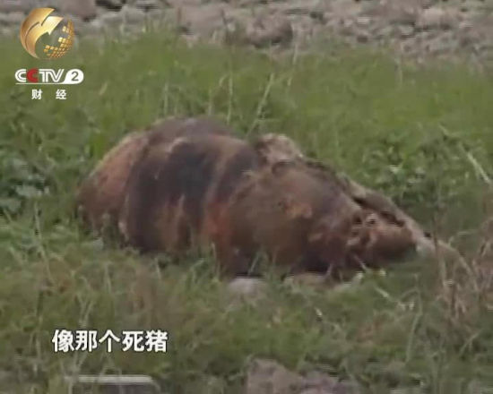 从河道上游还会冲刷下来动物尸体