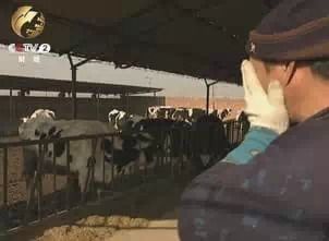 养殖户提到卖牛 忍不住痛哭